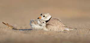 Peuteryoga-les als ouder-kindactiviteit - genieten!